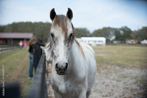 Horse portrait front view © Jessica