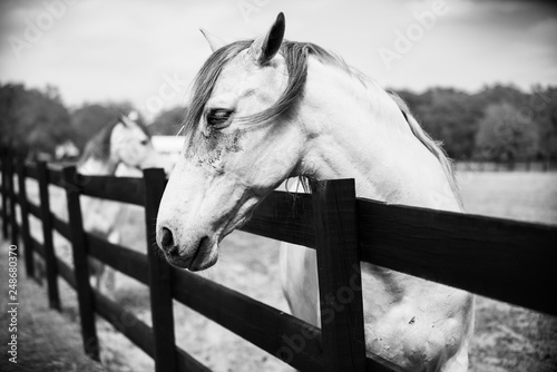 Black and white horse side portrait