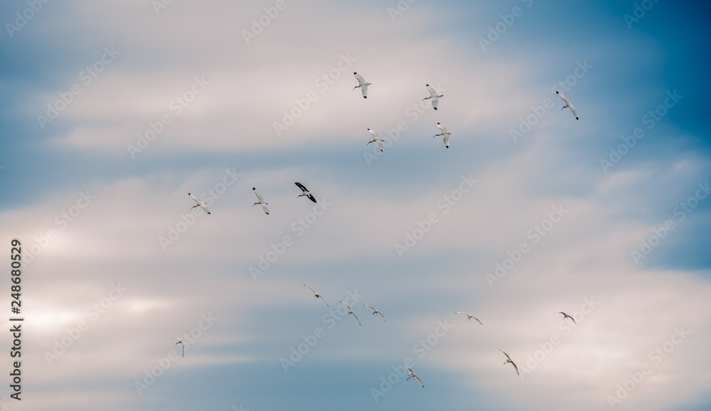 flock of birds flying in the sky with clouds flock of birds flying in the sky with clouds