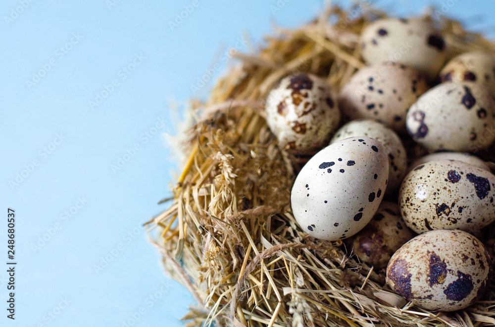 Many quail eggs in a nest of straw on a blue background. Many quail eggs in a nest of straw on a blue background.