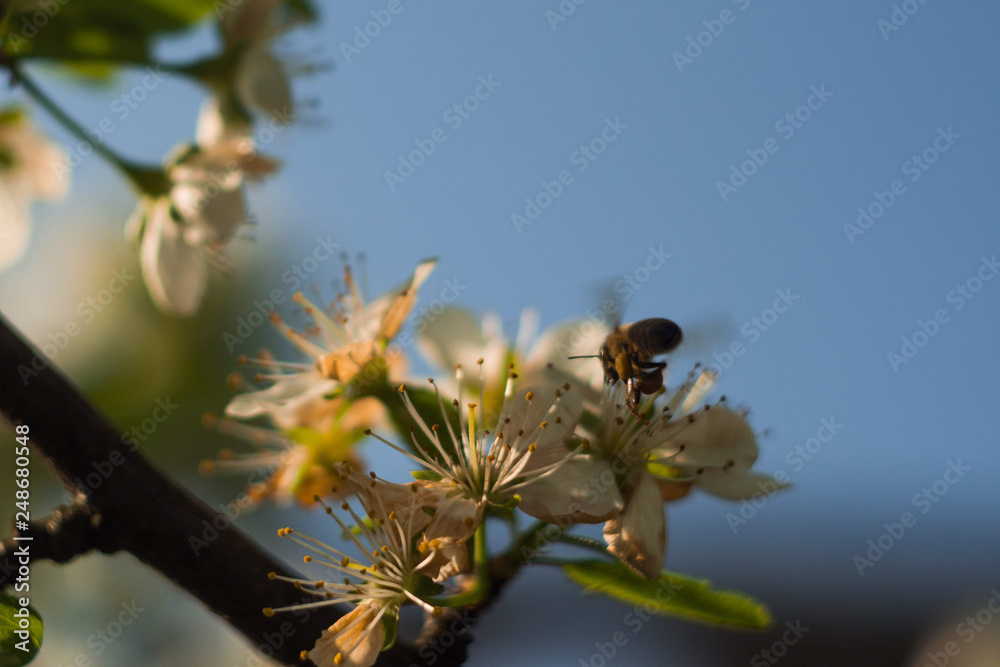 Bee in flight in search of nectar Bee in flight in search of nectar