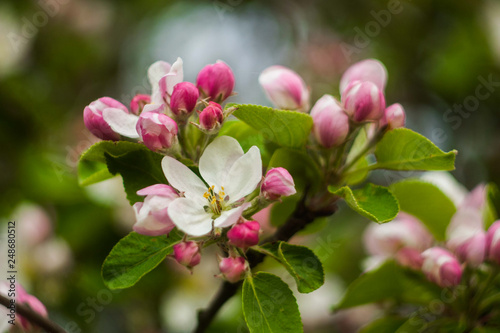 Beautiful apple flowers