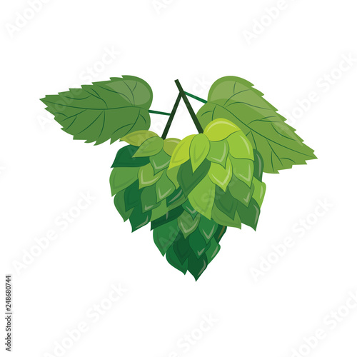 Green hop plant with leaves and cones isolated on white background.
