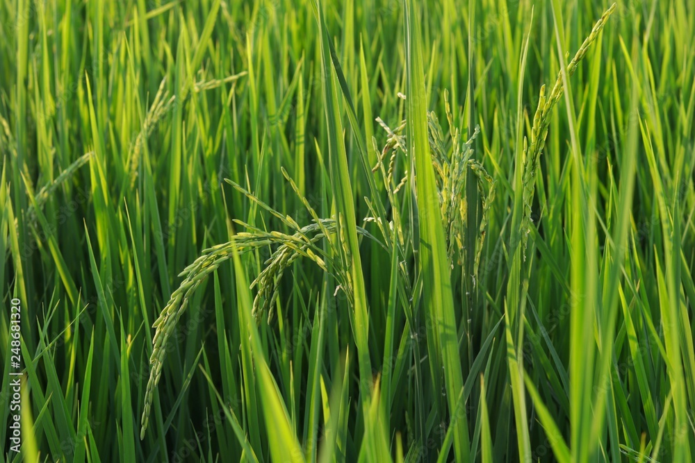 The ears of rice at the rice green fields, Close up The ears of rice at the rice green fields, Close up
