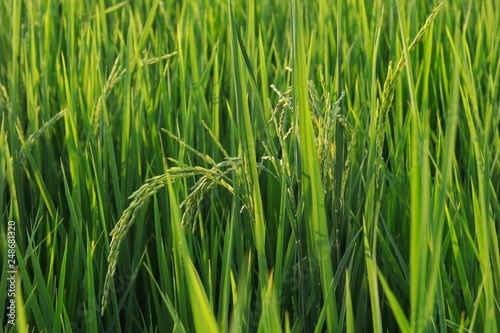 The ears of rice at the rice green fields, Close up