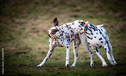 The Dalmatian