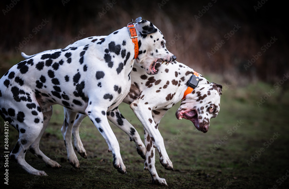 The Dalmatian The Dalmatian