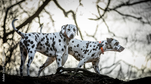 The Dalmatian