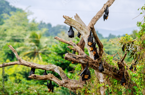 A flock of flying dogs hangs on a dried tree upside down. Sri Lanka.