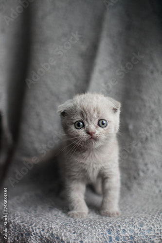 Portrait of cute little scottish fold kitten on grey background. Lop-eared cat.
