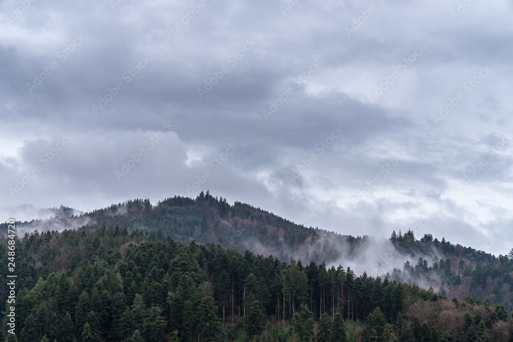 Germany, Magic foggy black forest nature landscape
