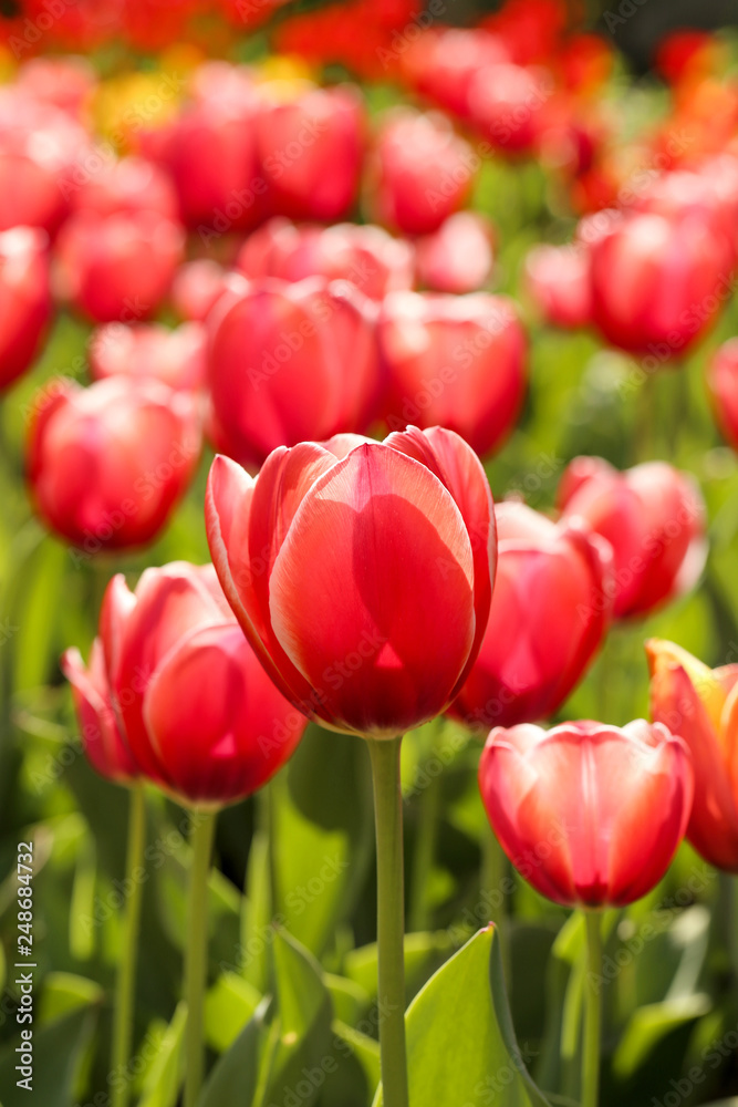 Fresh red tulip flowers in the garden Fresh red tulip flowers in the garden