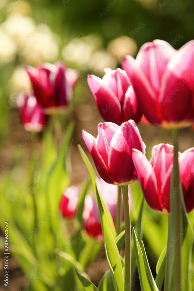 Fresh pink tulip flowers in the garden Fresh pink tulip flowers in the garden