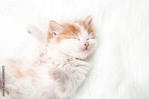 Cute kitten lying on white carpet