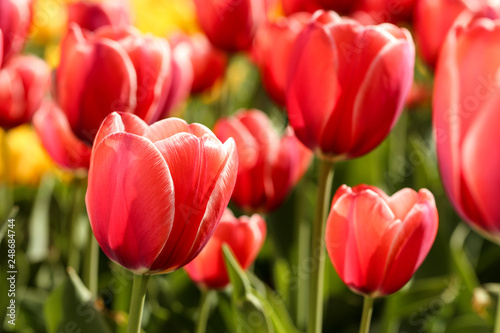 Fresh red tulip flowers in the garden