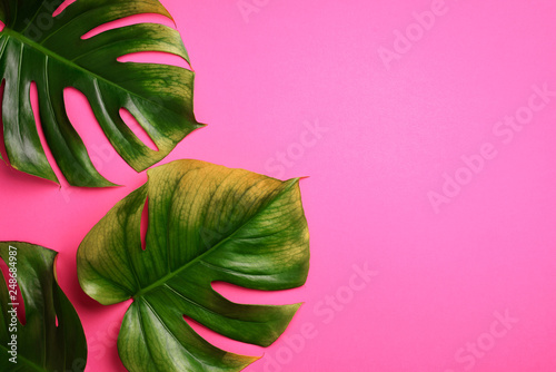Tropical monstera leaves on pink background. Flat lay, top view. Creative layout. Summer concept