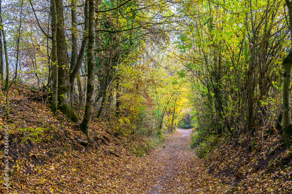 Green tunnel like way through autumn trees