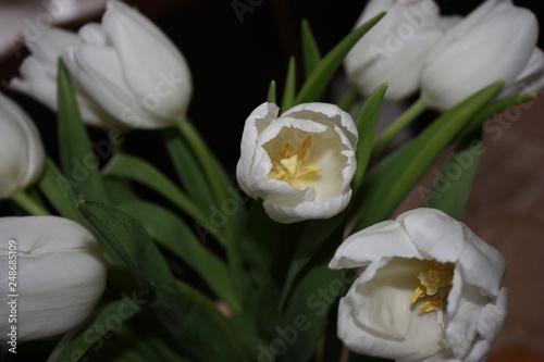 white tulips. Dark background. blur © Oleksandr Kliuiko
