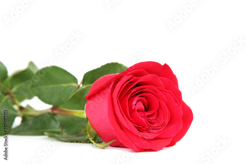 Red rose isolated on white background