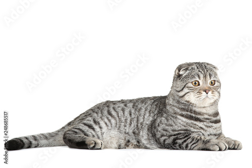 Cute cat lying on white background © 5second