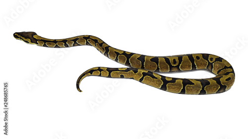 Big snake isolated on white background © With Photographer