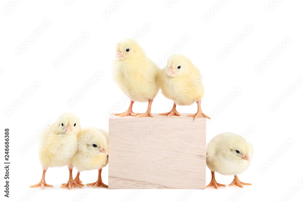 Fototapeta premium Małe pisklęta z drewnianym sześcianem na białym tle