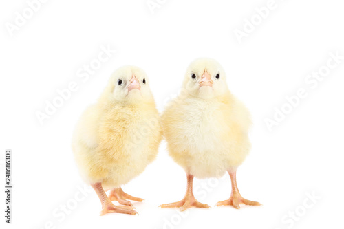 Little chicks isolated on white background