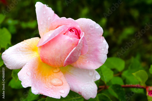 Rose Gloria Dei blooming at night after rain
