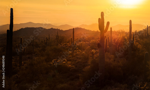 Saguaro Sunset in the Desert