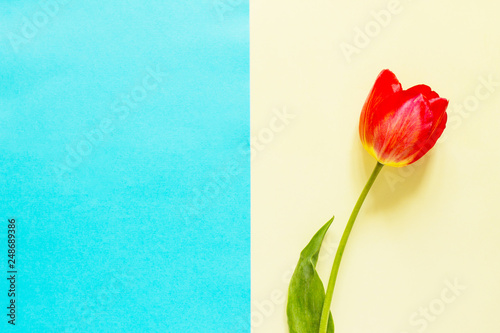 Fototapeta Naklejka Na Ścianę i Meble -  Spring flowers tulips on a blue and yellow background. Minimal easter concept. Flat lay, top view background.