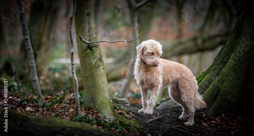 The Labradoodle