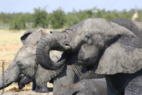 Elephant Africa