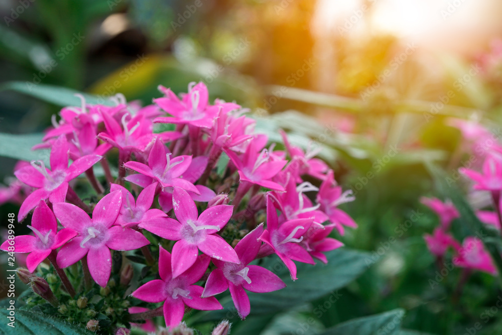 Closeup of pink flowers Gilliflower on a background of foliage with sunrise. Closeup of pink flowers Gilliflower on a background of foliage with sunrise.
