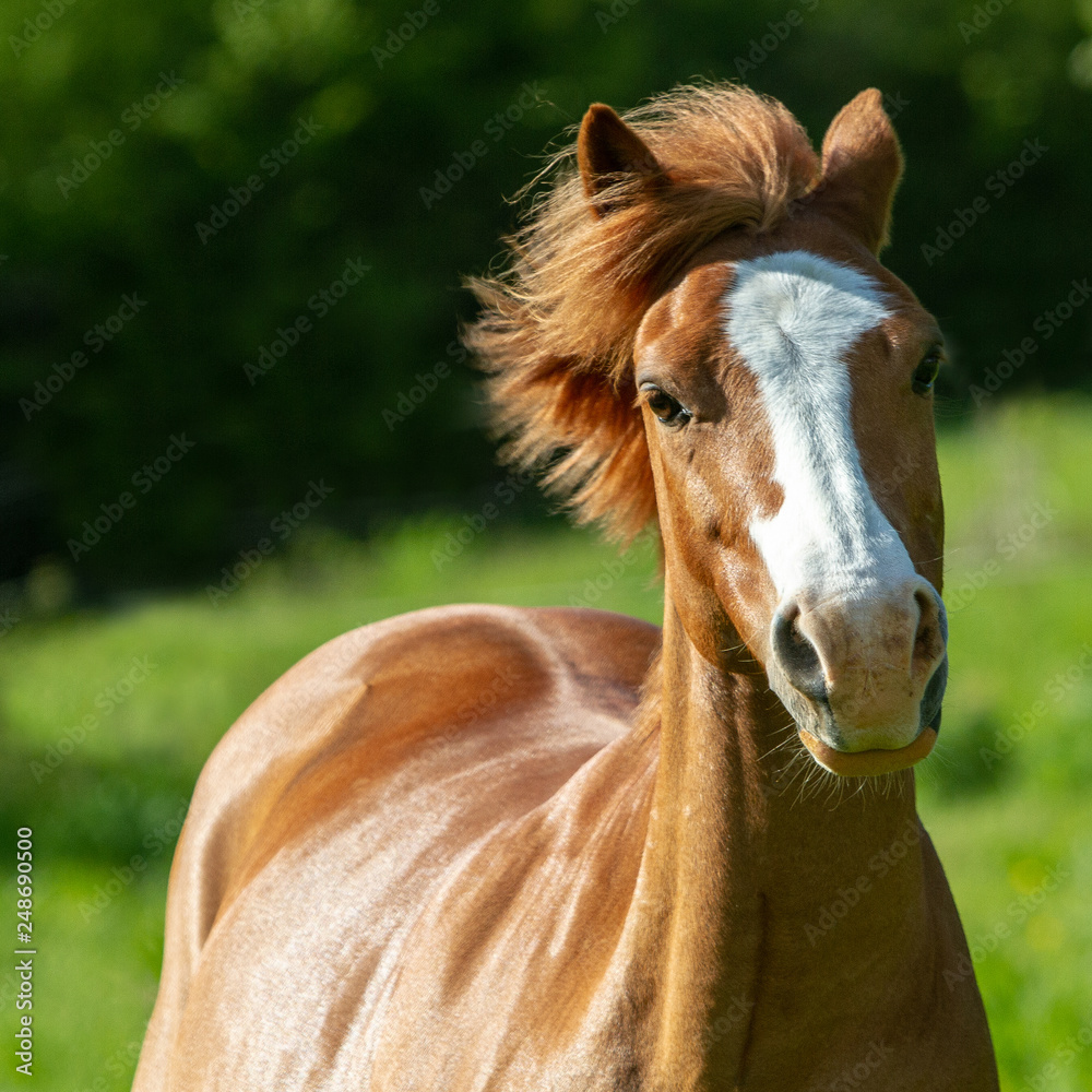 Obraz premium double poney crinière au vent