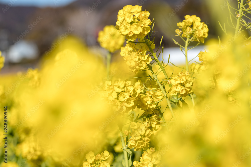 Rapeseed field of Kamogawa-city, Chiba Prefecture Rapeseed field of Kamogawa-city, Chiba Prefecture