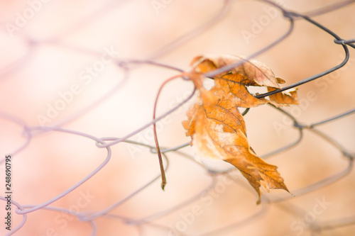 Mesh fence with dry maple leaf. Macro shot. Blurred background.