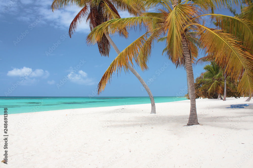 Spiaggia deserta nell'isola di Saona Spiaggia deserta nell'isola di Saona