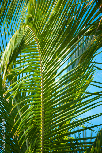 Palm Trees Macro