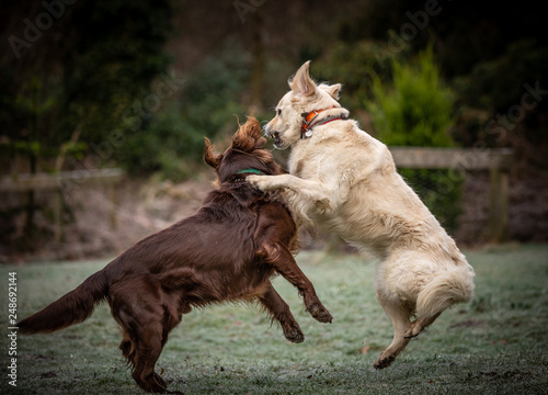 The Golden Retriever