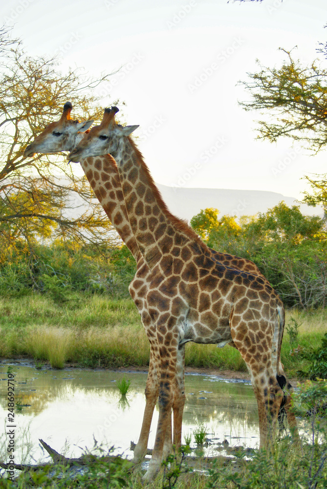 Obraz premium Giraffe