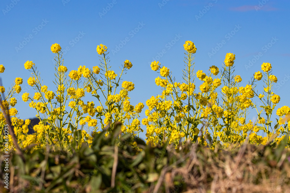 Rapeseed field of Kamogawa-city, Chiba Prefecture Rapeseed field of Kamogawa-city, Chiba Prefecture