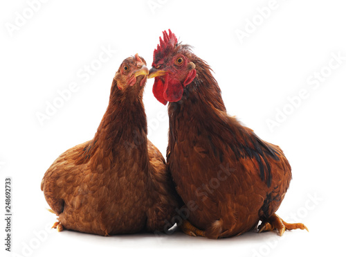 Two brown chickens.