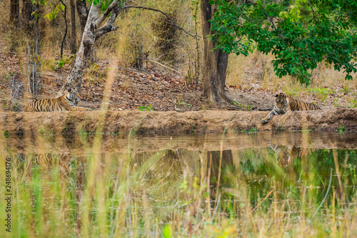 Female tiger cubs waiting for her mother near river water body at bandhavgarh national park, india
