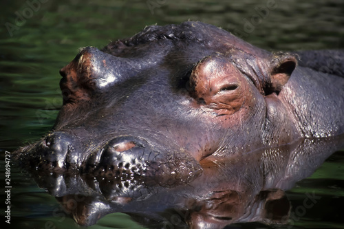 Hippo (Hippopotamus amphibius) in the Mara River, Masai Mara National Reserve, Narok County, Kenya, Africa
