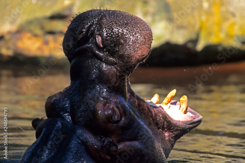 Hippo  Hippopotamus amphibius  in the Mara River  Masai Mara National Reserve  Narok County  Kenya  Africa