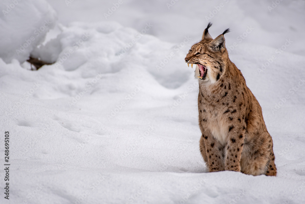 Obraz premium Eurasian lynx