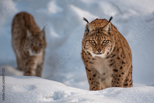 Eurasian lynx © Zdenek