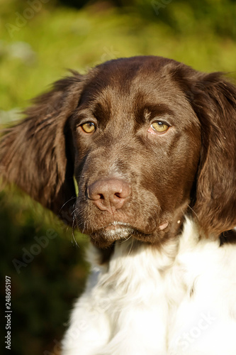Portrait of a Munsterlander dog