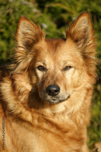 Harzer Fuchs (Harz Fox) (Canidae),portraet, German dog bre