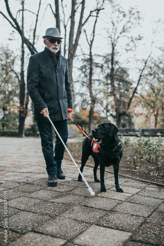Mature blind man with a long white cane walking in park with his guide dog. © hedgehog94